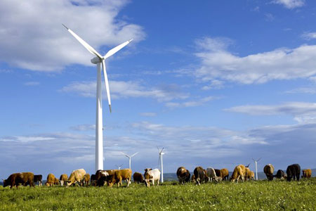 Efficient energy: Chinese wind farm - turbines spin lazily above a herd of grazing cows