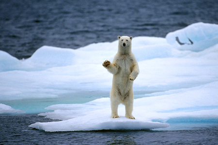 Warming oceans are changing our environment permanently - polar bear on ice floe