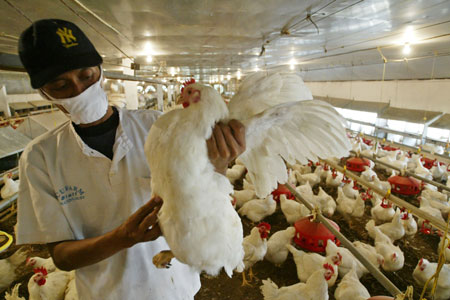 An Indonesian health worker carefully inspects chickens